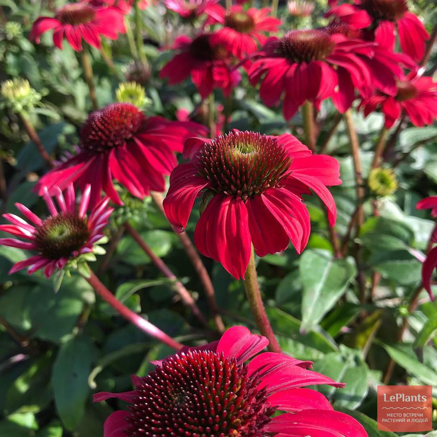 Echinacea