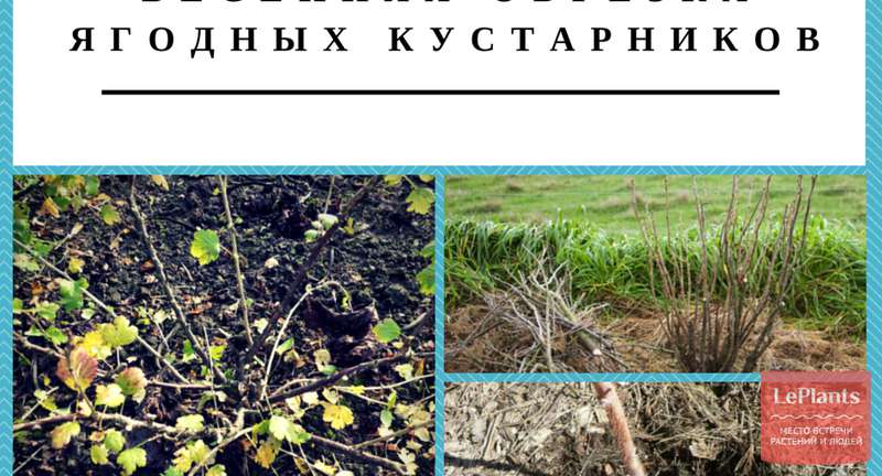 Весенняя обрезка ягодных кустарников