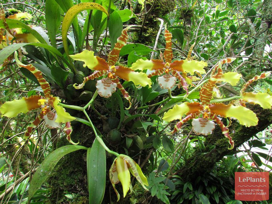 Rossioglossum grande