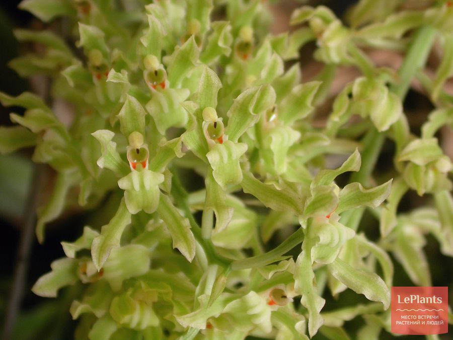 Gomesa crispa
