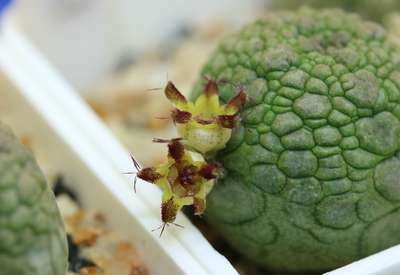 Pseudolithos migiurtinus (крупный план)