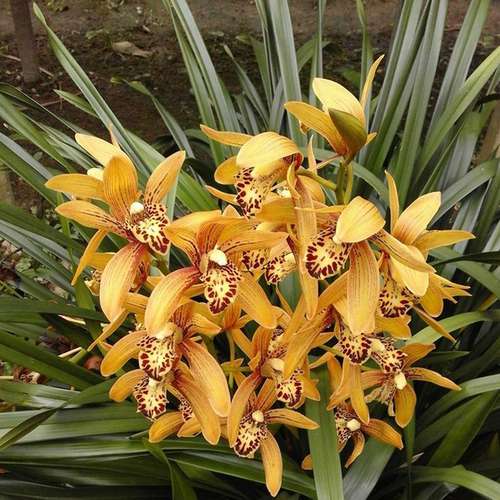 Орхидея Цимбидиум Cymbidium Chen's Ruby