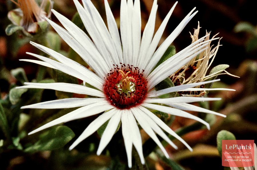 Dorotheanthus