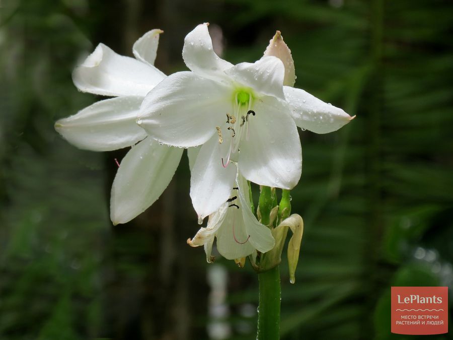 Crinum bulbispermum cv. Album