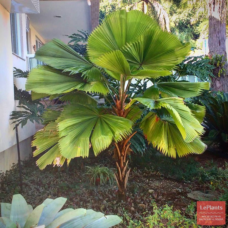 Licuala grandis