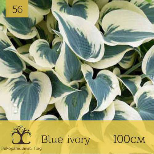 Хоста Blue Ivory