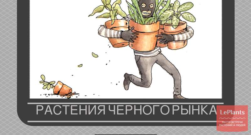 Топ-8 самых популярных растений на черном рынке