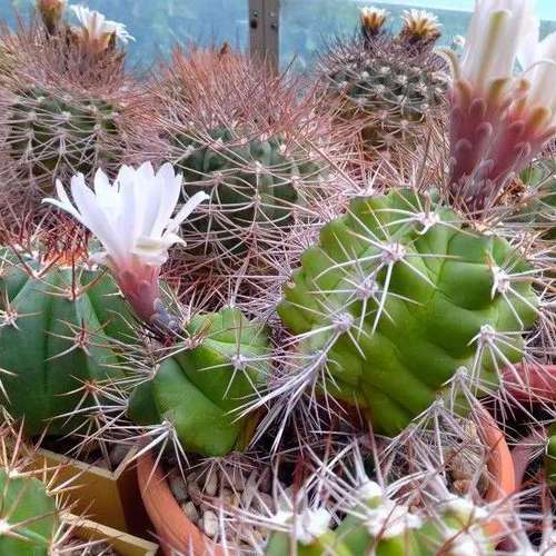 Коллекционные кактусы, Gymnocalycium paediophilum от Kohres