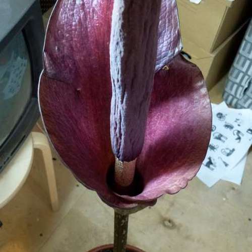 Amorphophallus konjac.