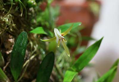 Encyclia polybulbon
