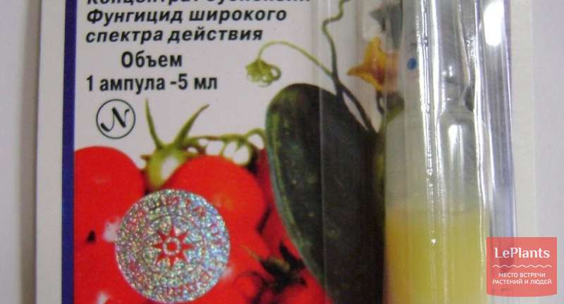 Квадрис