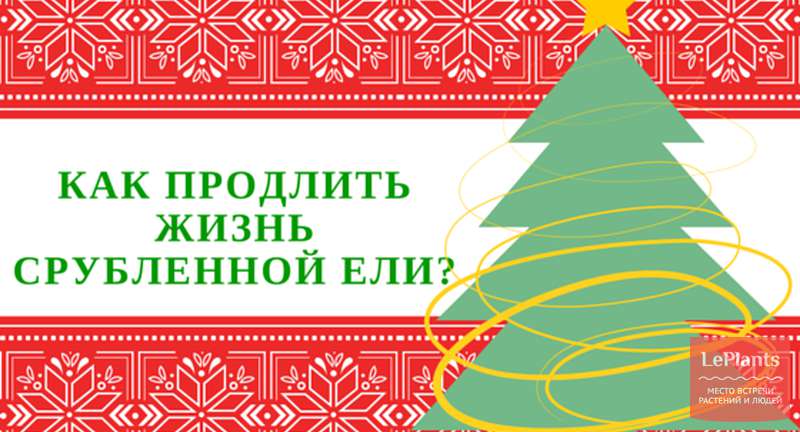 Как продлить жизнь срубленной ели?