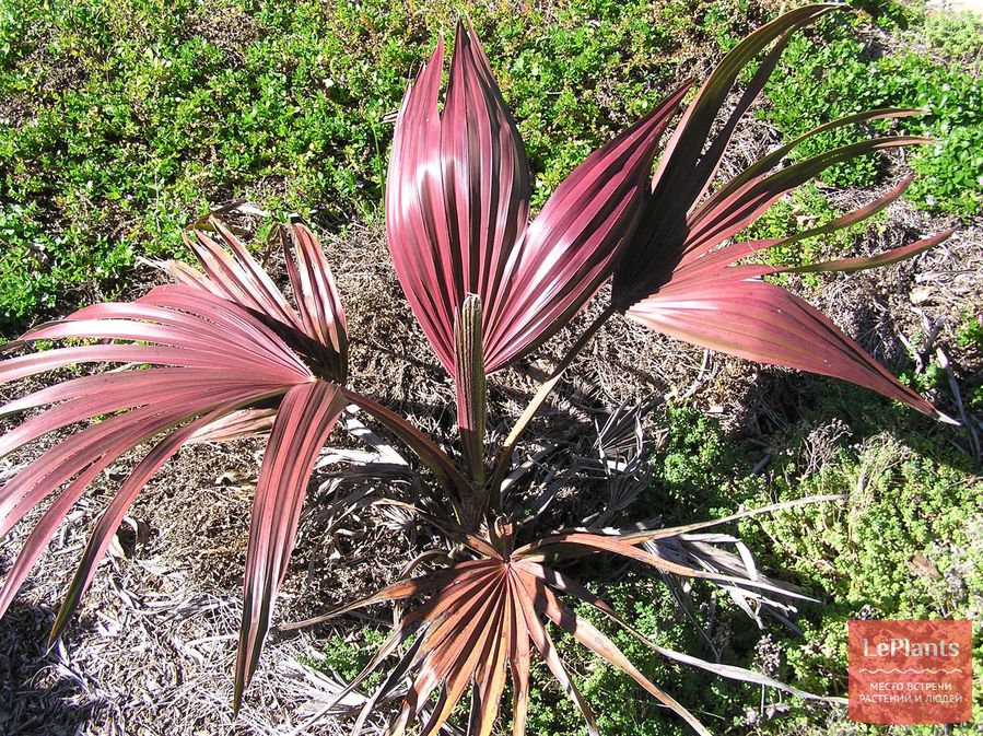 Livistona mariae