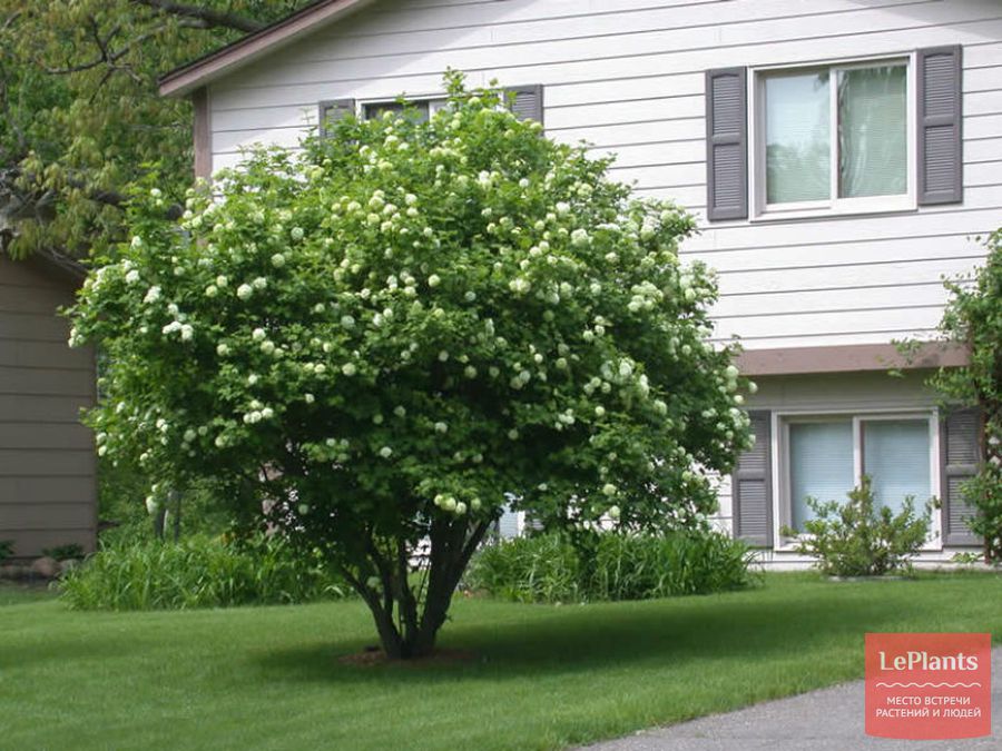 Viburnum opulus