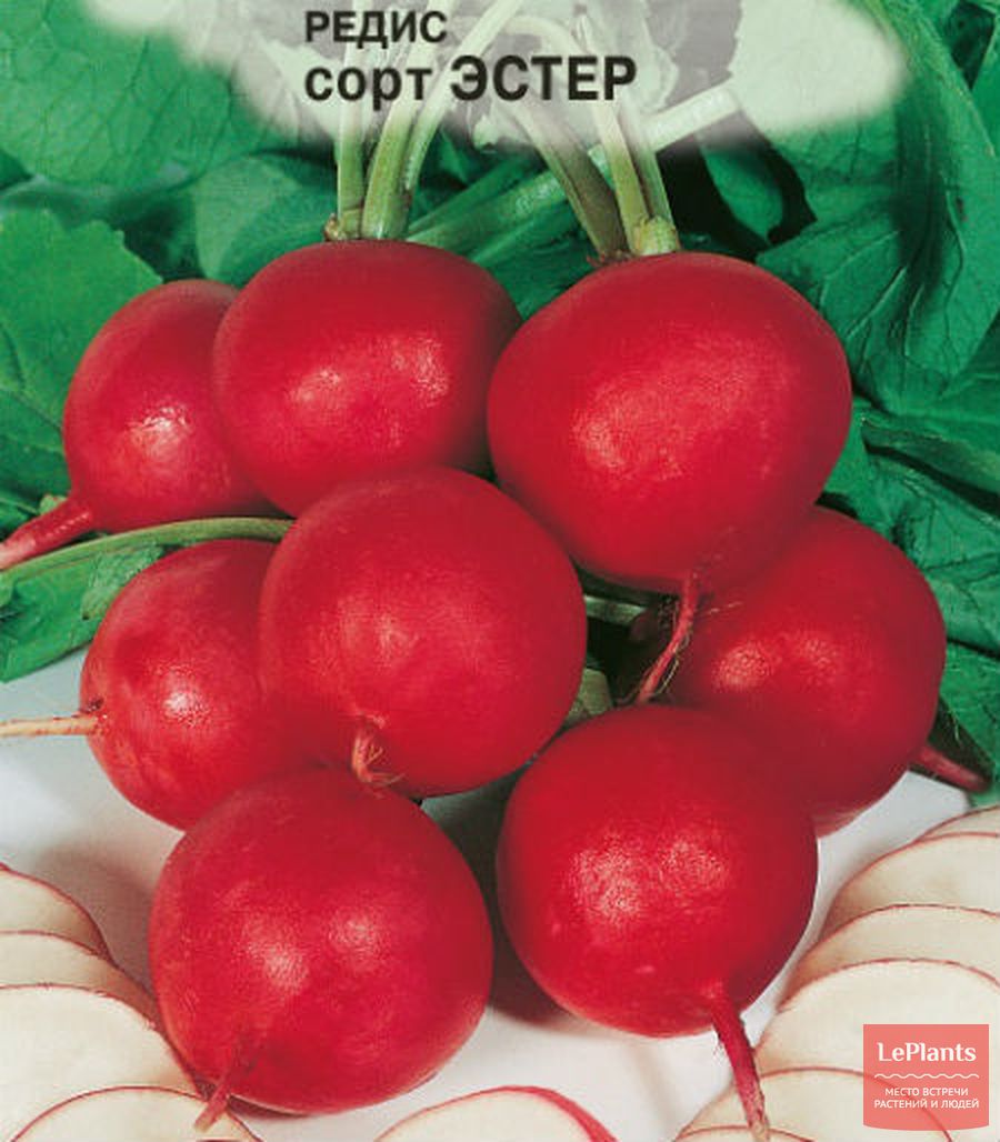 Сорт редиса ‘Эстер’