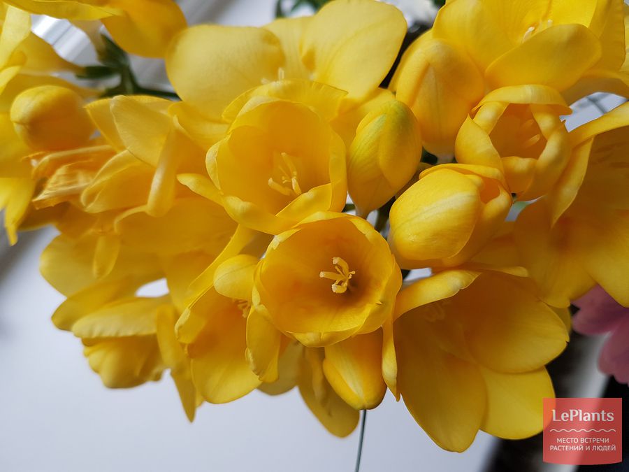 Freesia refracta