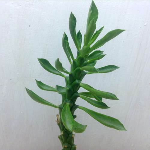 Euphorbia guentheri (Monadenium guentheri)