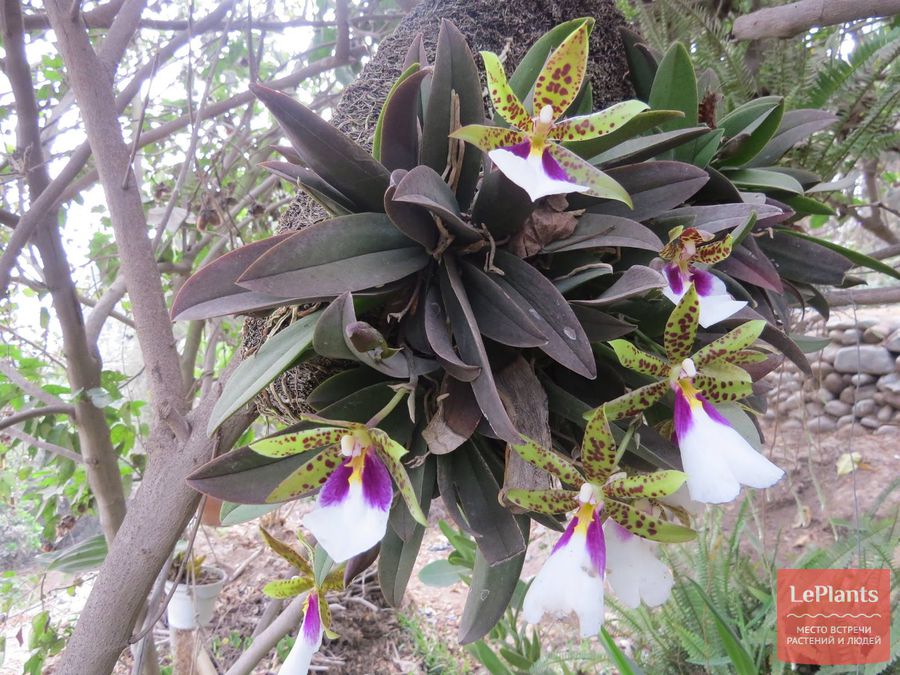 Trichocentrum tigrinum