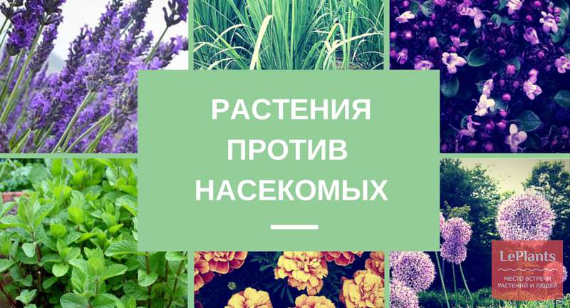 Самые эффективные растения против насекомых