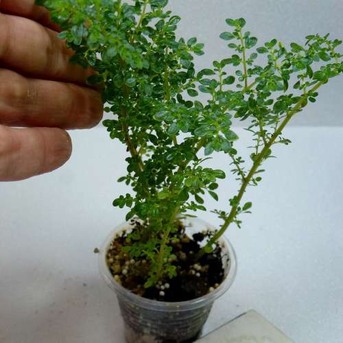 Пилея Pilea microphylla