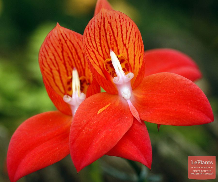 Disa uniflora