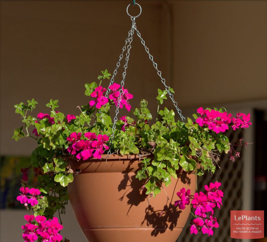 Pelargonium