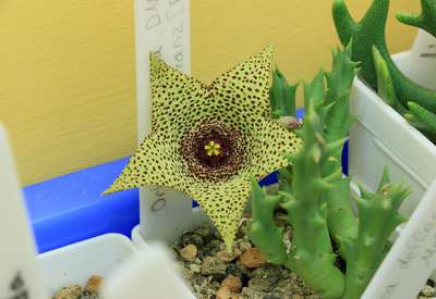 Orbea verrucosa 08/12/16
