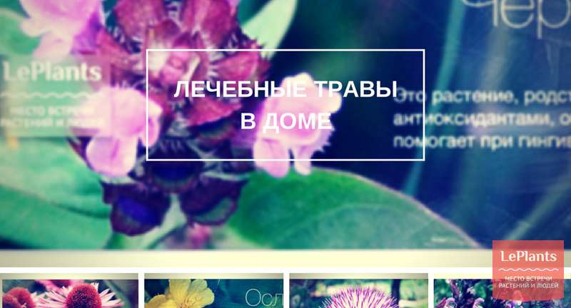 Топ-12 лекарственных растений, пригодных для домашнего выращивания