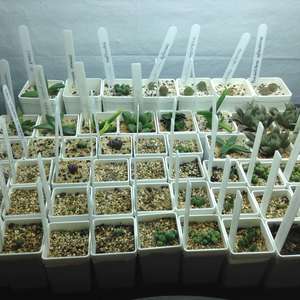 succulentus