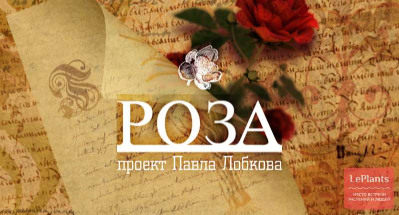 «Роза». Фильм Павла Лобкова