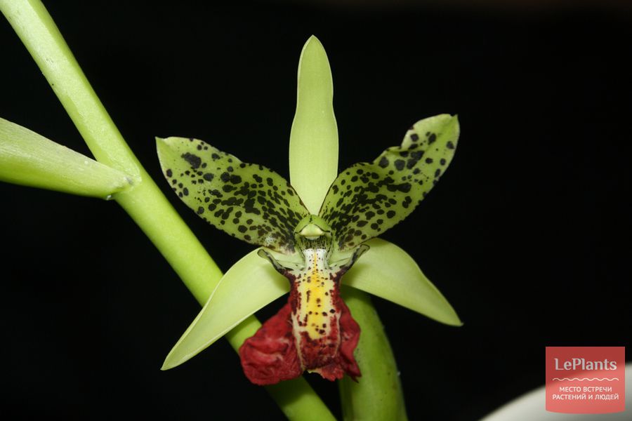 Cymbidiella