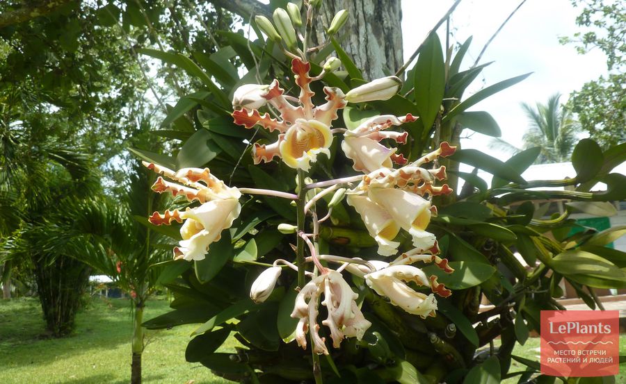 Myrmecophila