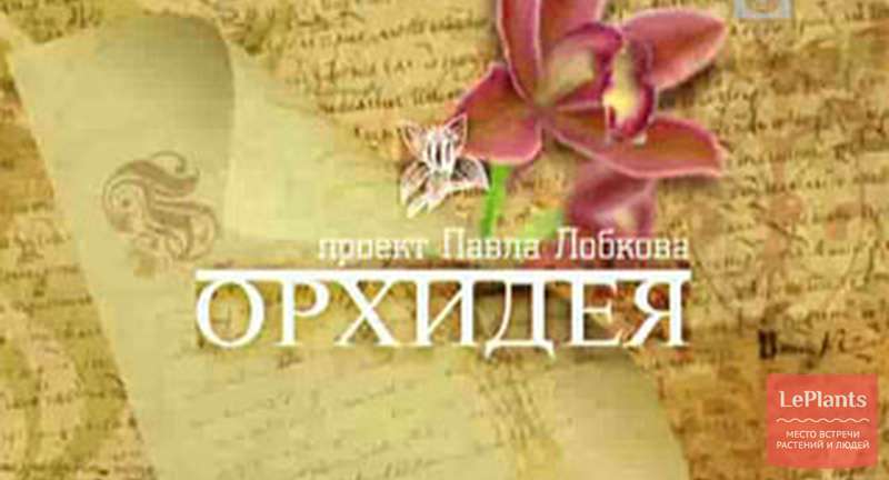 «Орхидея». Фильм Павла Лобкова