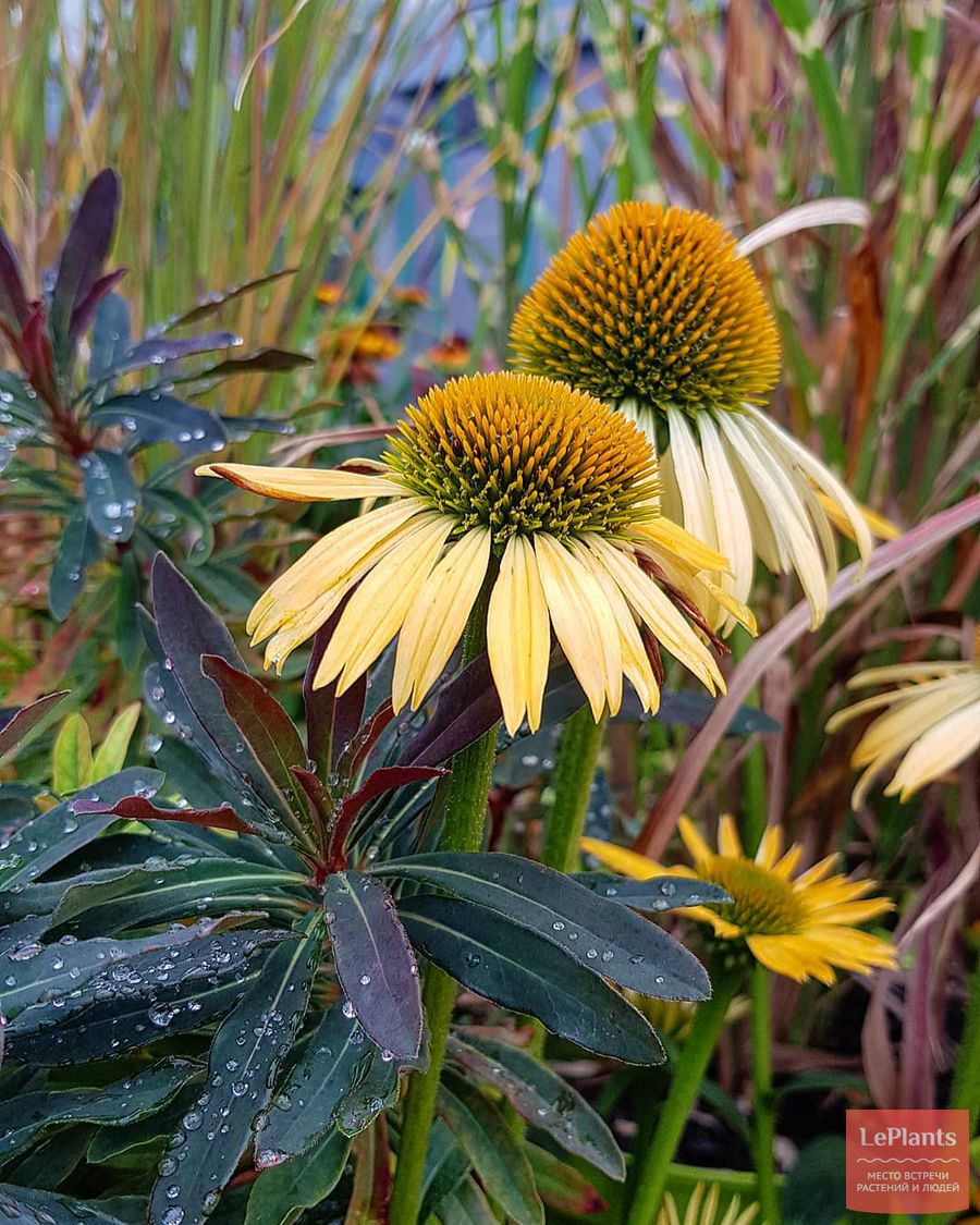 Echinacea