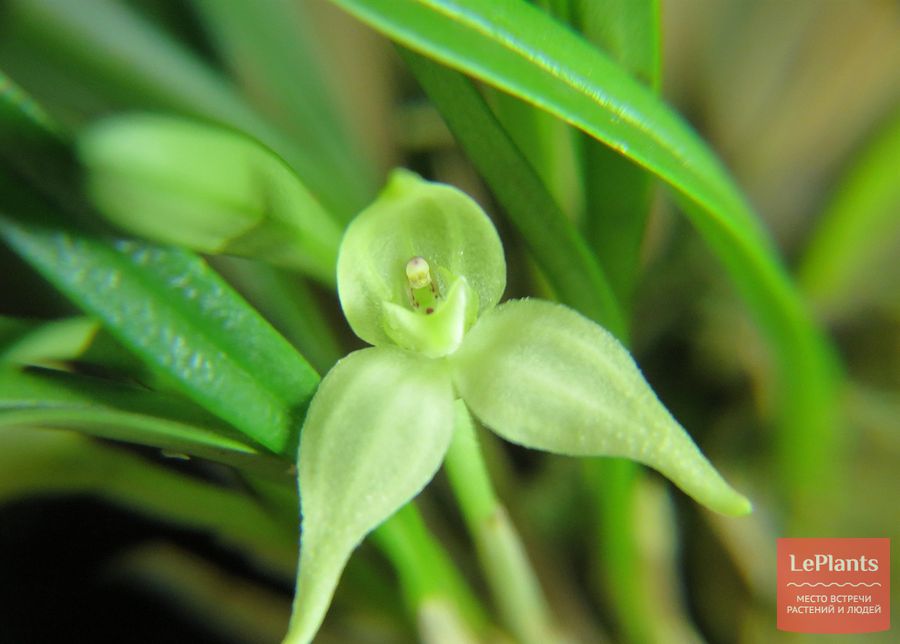 Dryadella