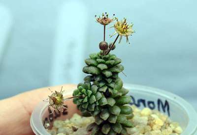 monanthes-subcrassicaulis
