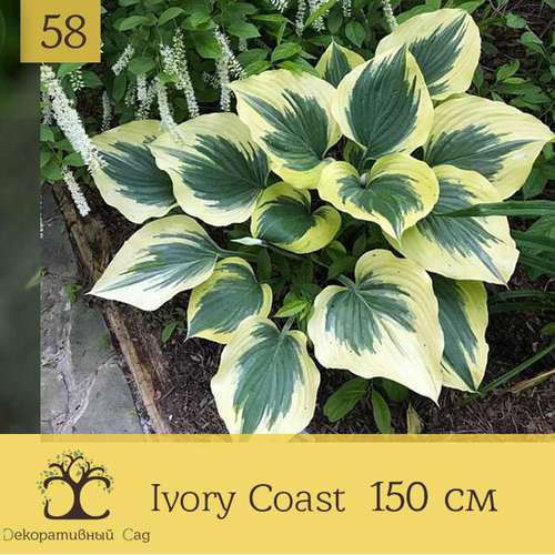 Хоста Ivory Coast
