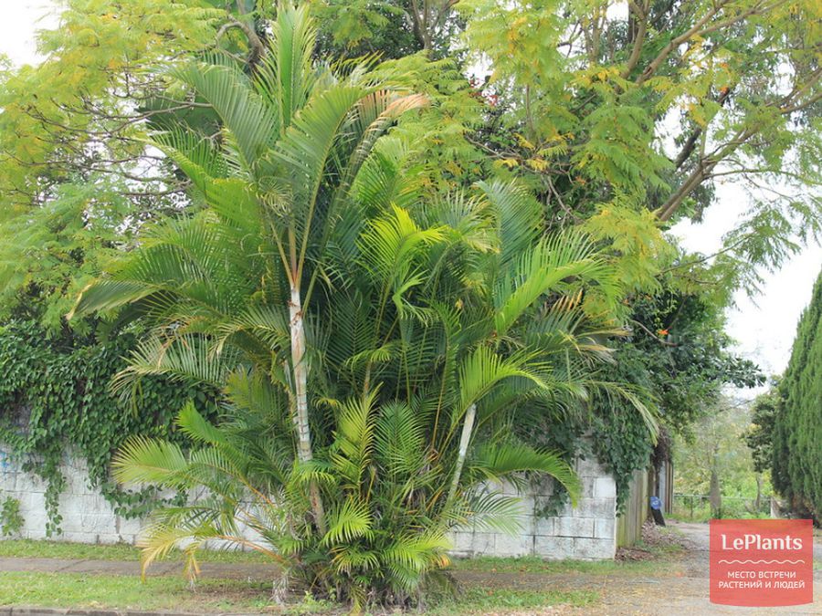 Dypsis lutescens