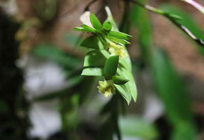 Dendrobium sp - 31.10.2015