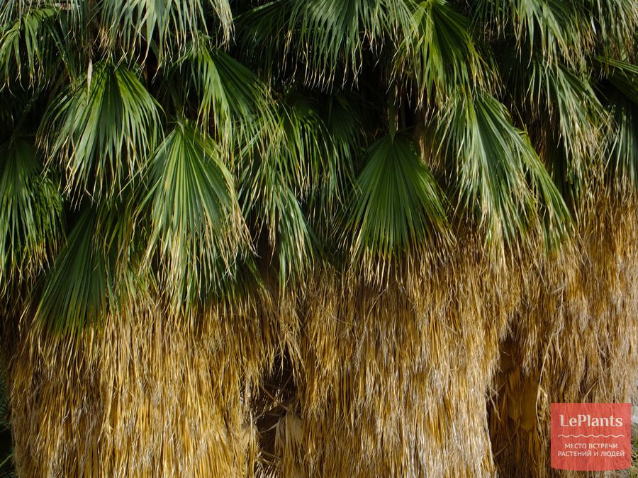 Washingtonia filifera