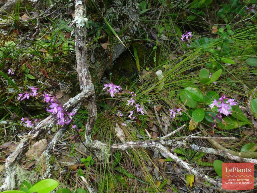Stenoglottis
