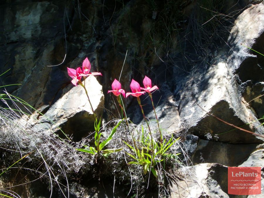 Disa