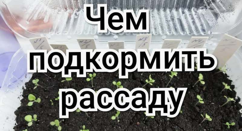 Чем подкормить рассаду в марте: 15 мощных решений для быстрого роста и крепких саженцев