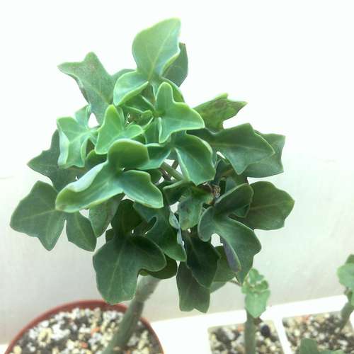 Senecio articulatus, Крестовник членистый.