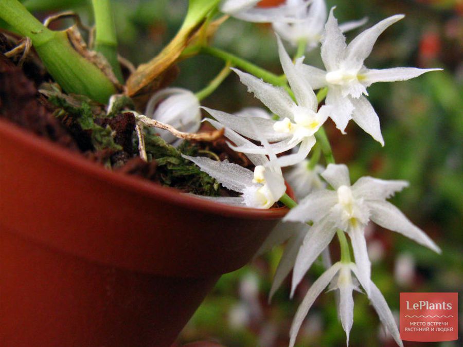Warmingia eugenii