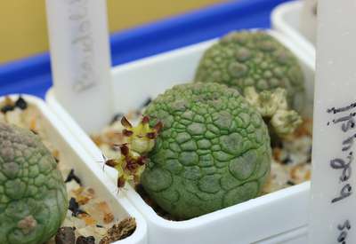 pseudolithos migiurtinus