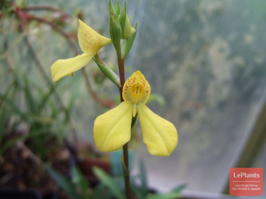 Disa
