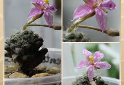 Anacompseros filamentosa subs. namaquensis
