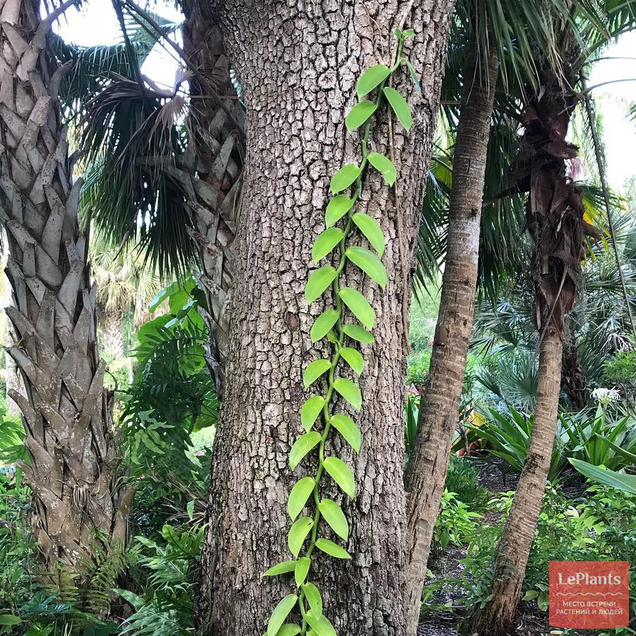 Vanilla planifolia