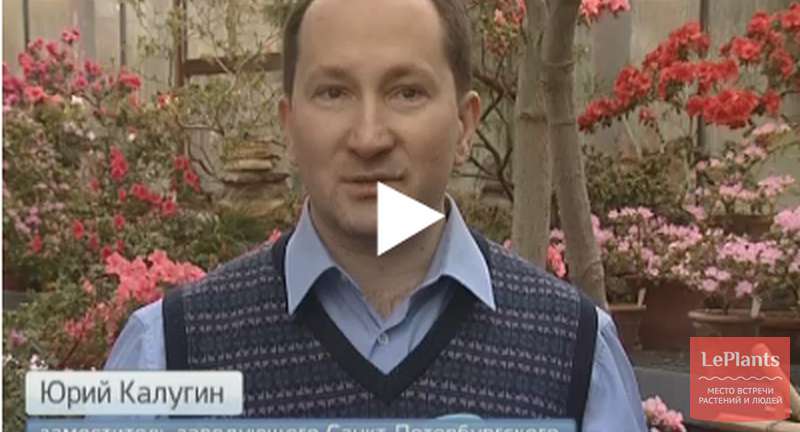 В Санкт-Петербургский Ботанический сад пришла весна: там массово зацвели азалии, камелии и орхидеи